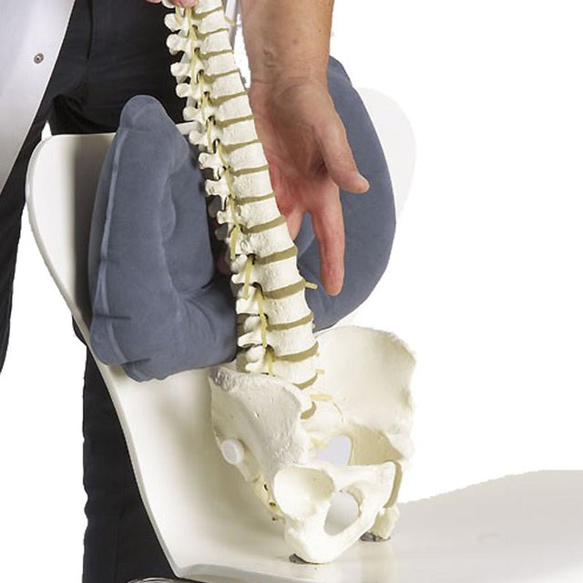 En uppblåsbar ländryggskudde som stöder en anatomisk modell av ryggrad och bäcken
